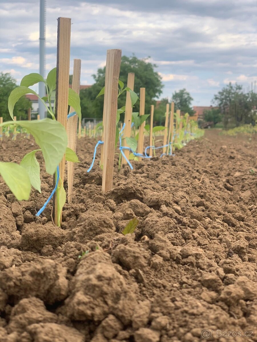 Poptávka Přísady paprik - 3