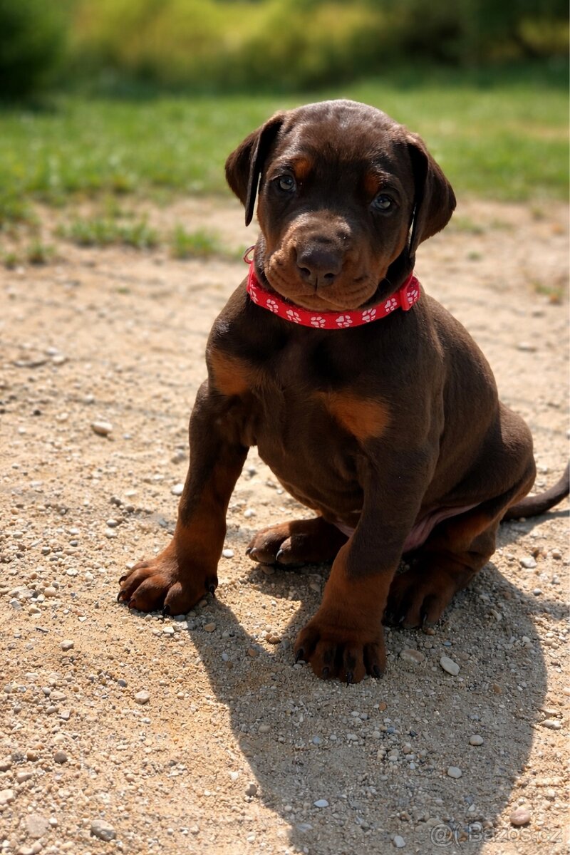 Štěňata dobrmana - 3