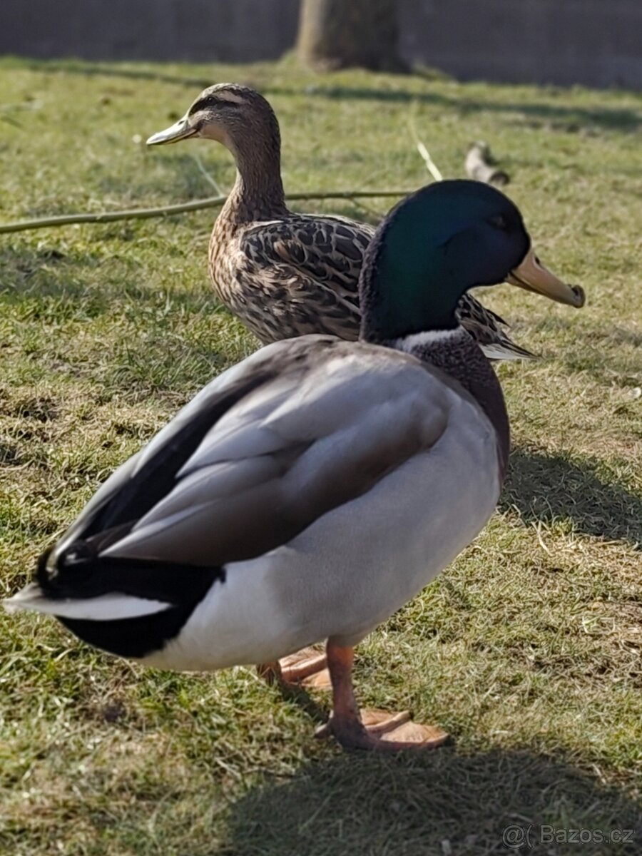 Kachna divoká mladý pár - 3