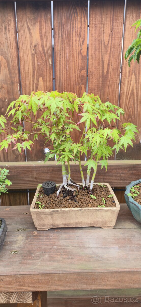 Bonsai, prebonsai - 3