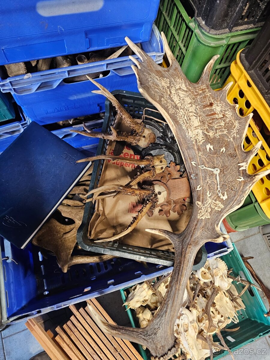 Paroží,trofeje,shozy,obrazy - 3