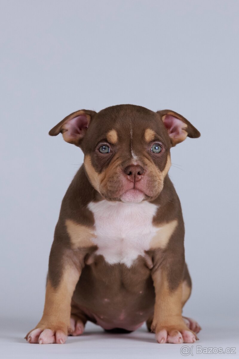 American bully s PP - 3