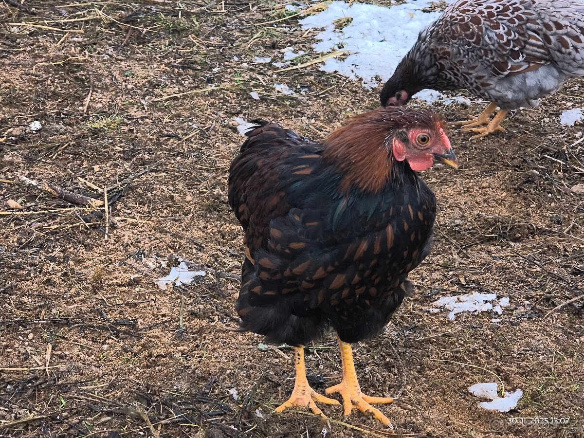 Wyandotka zdrobnělá - 3