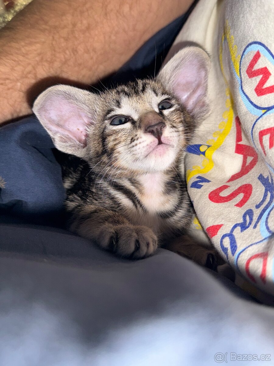 Orientální koťe Marbleficent s PP Pygmalion - 3