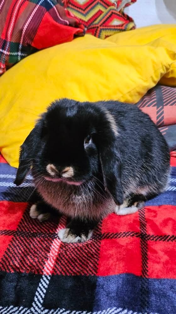 Zakrslý beránek samička - 3