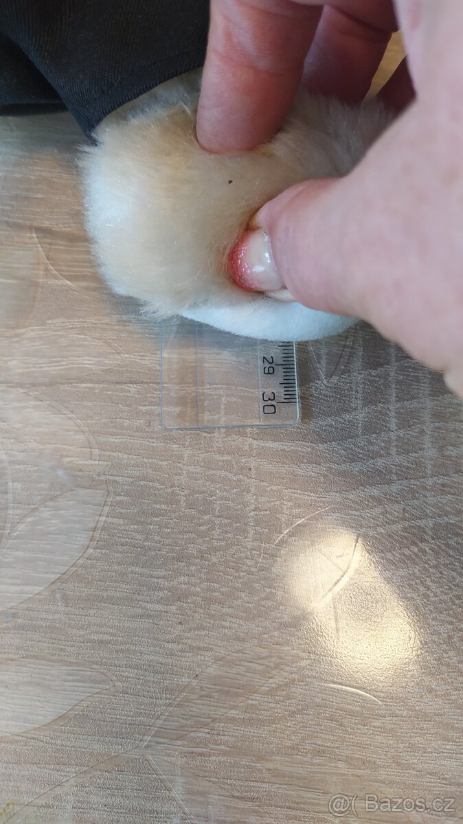 Medvídek sběratelský-2 - 3