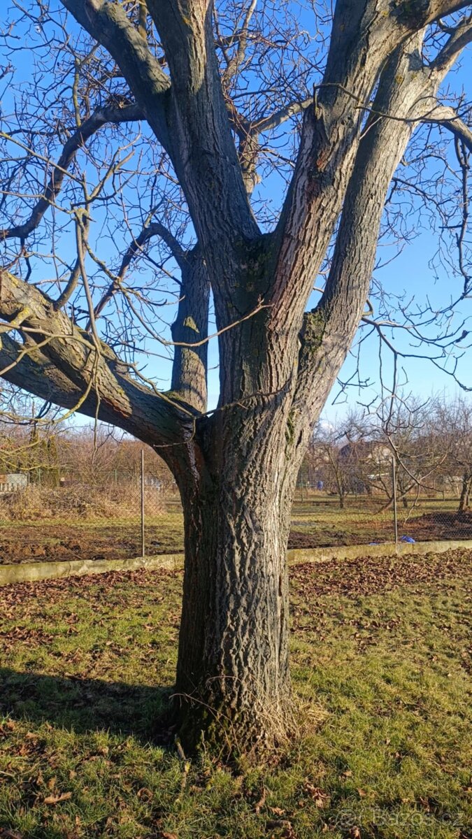 Dřevo ořech - strom - 3