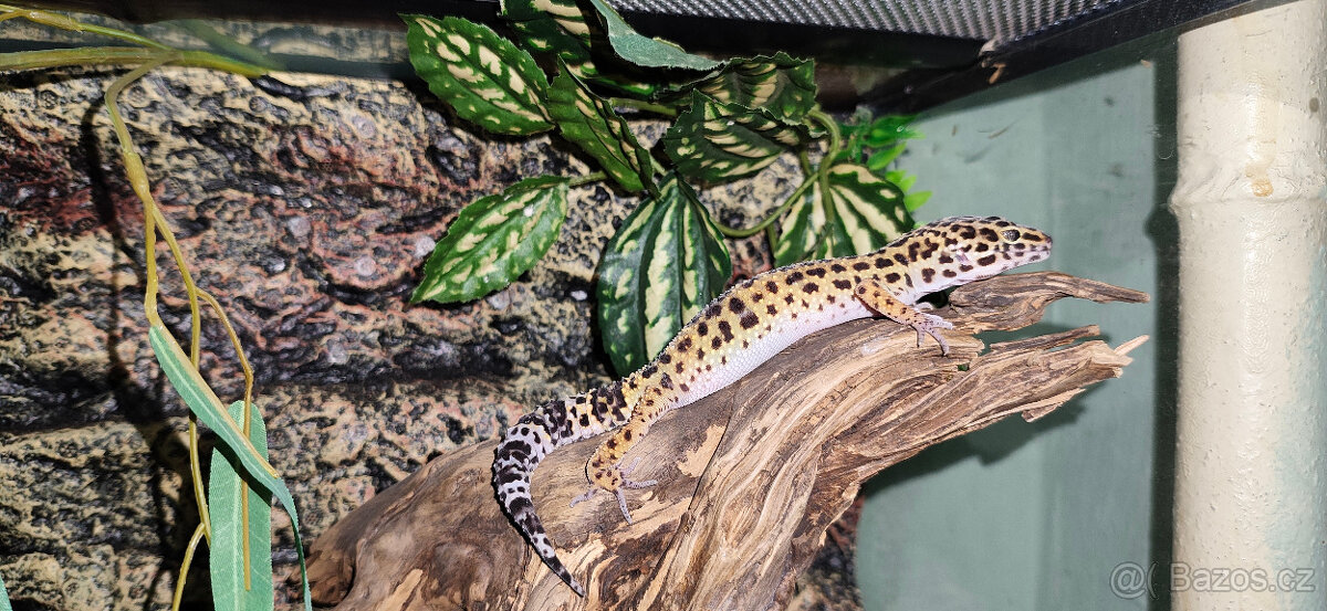 Gekon noční+terárium - 3