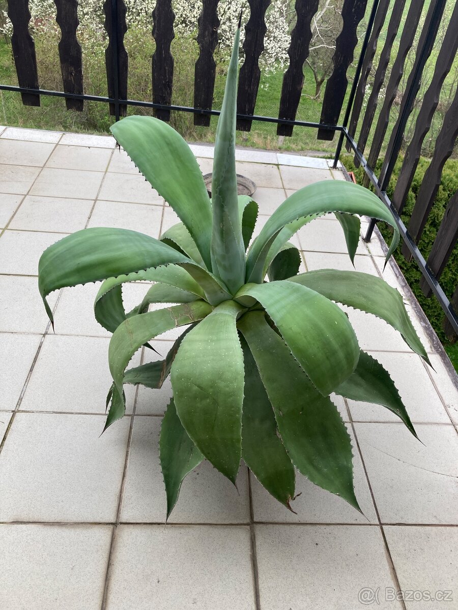 Agáve americká - 3