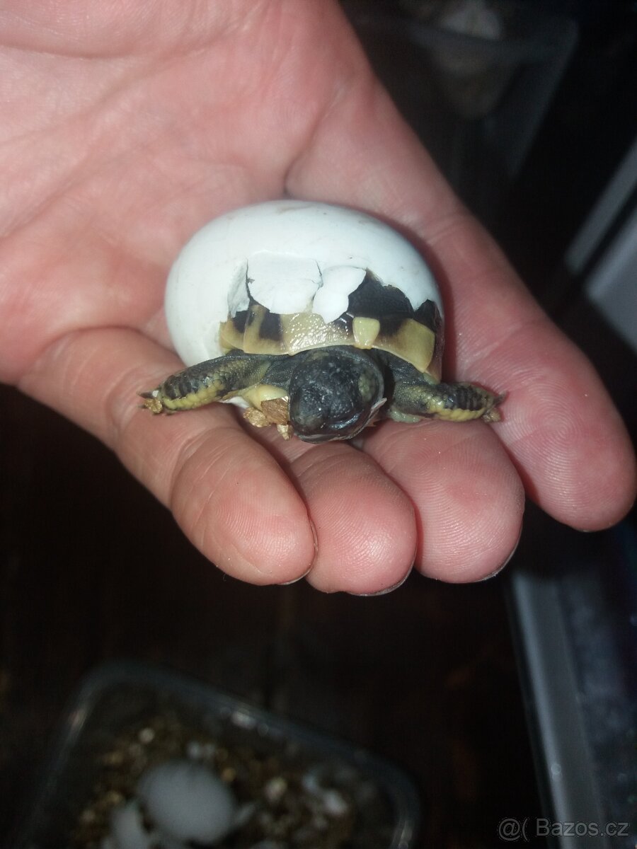 Suchozemská želva zelenavá mláďata - 3