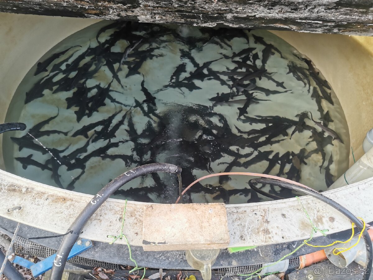 Jeseter sibiřský násada i tržní. - 3