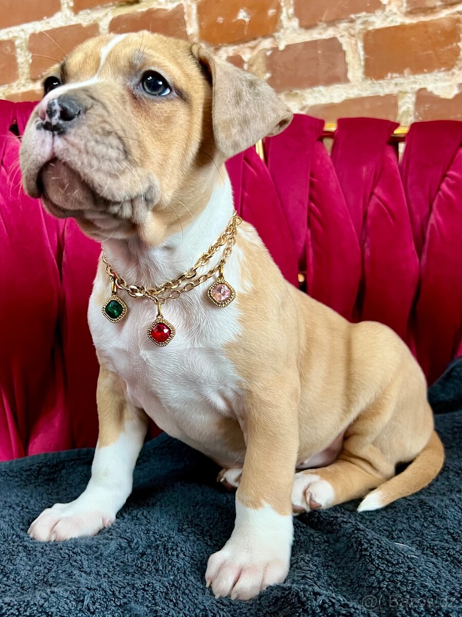 americký stafordšírský teriér - 3