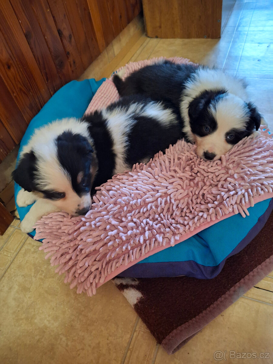 border kolie štěňata - 3