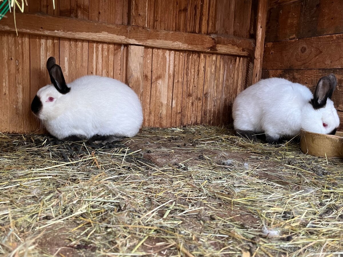 Kalifornský bílý - 3