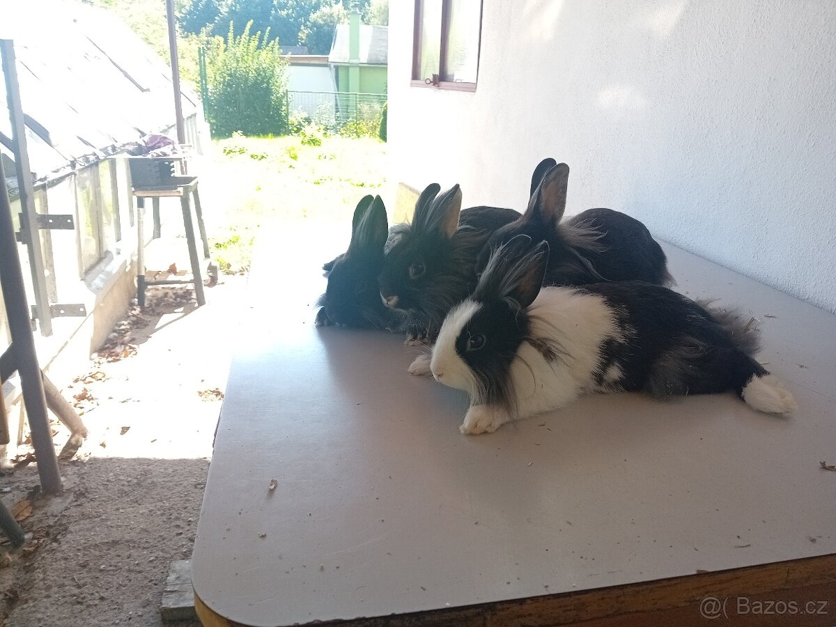 Zakrslí králík - 3