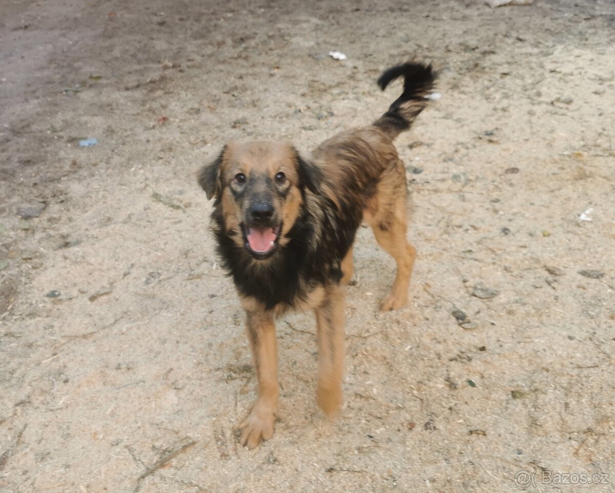 Štěňátka hledají nové domovy - 3