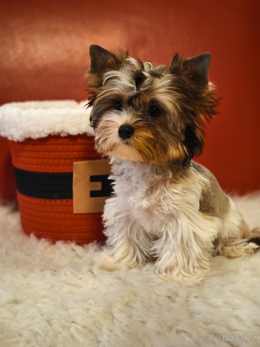 Barevný jorkšírský teriér s pp - 3