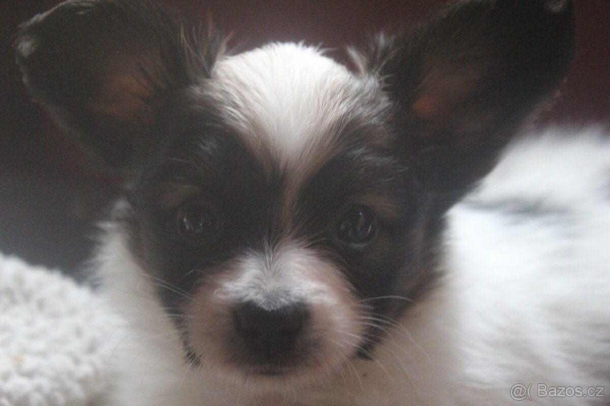 Papillon - pejsek s PP - 3