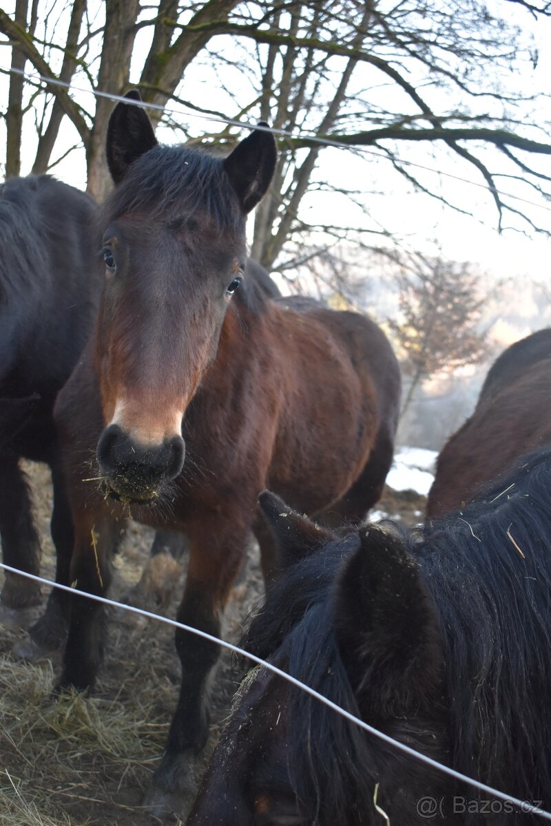 Kobylka - Norik muránsky - 3