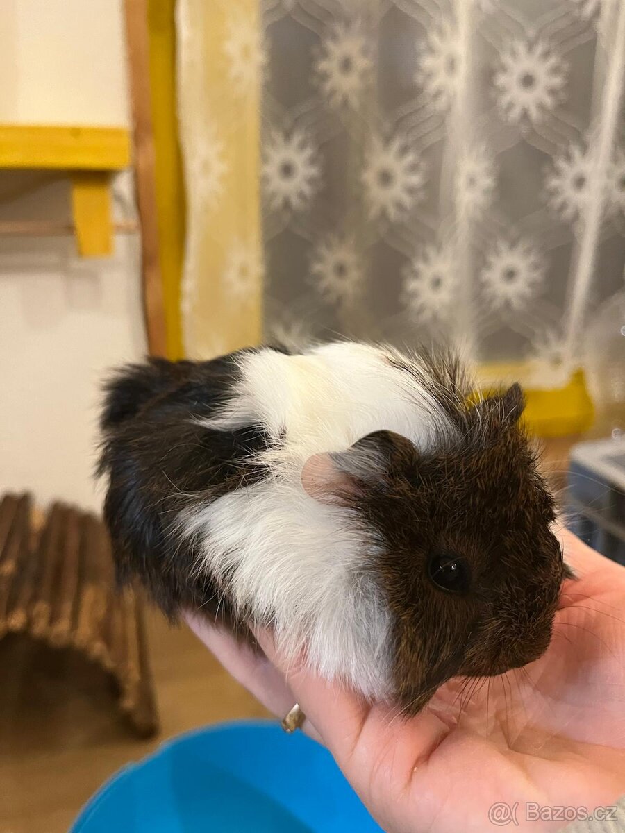 Prodam mladata morcata - 3