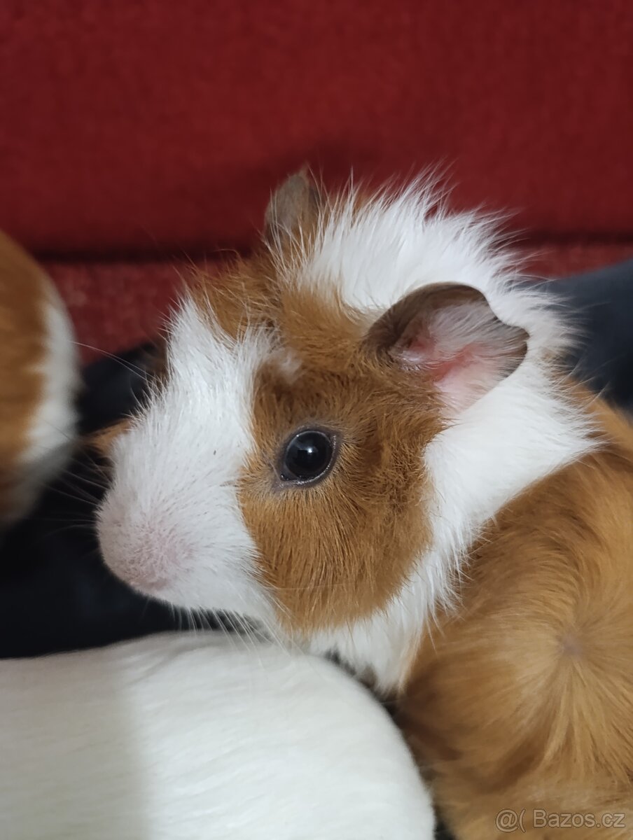 Morcata hladky a rozetovy, 2mesice) - 3