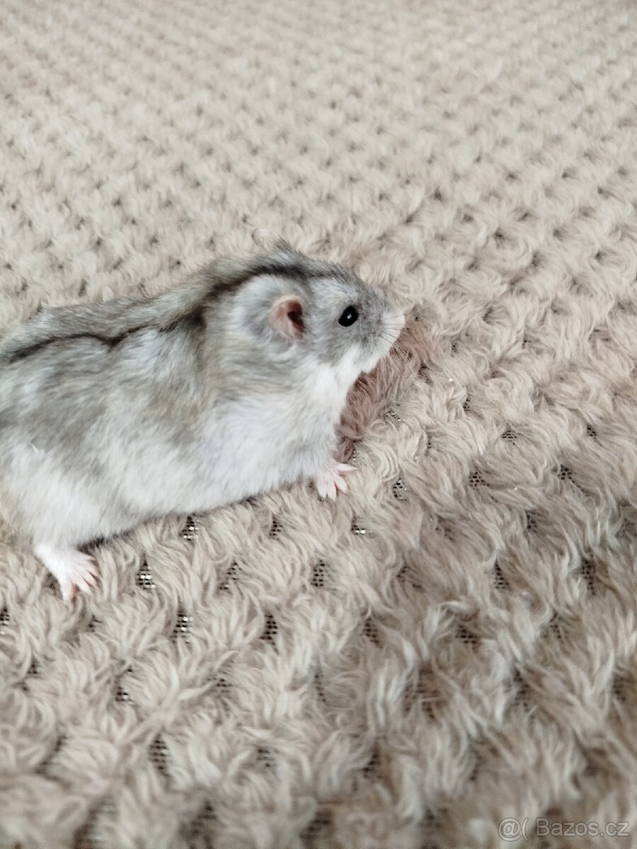 Křeček džungarský samička - 3