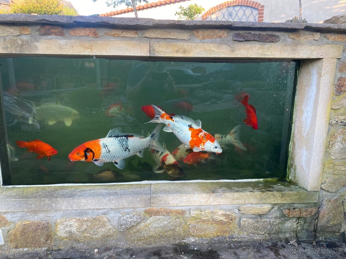 Koi Kapři - 3