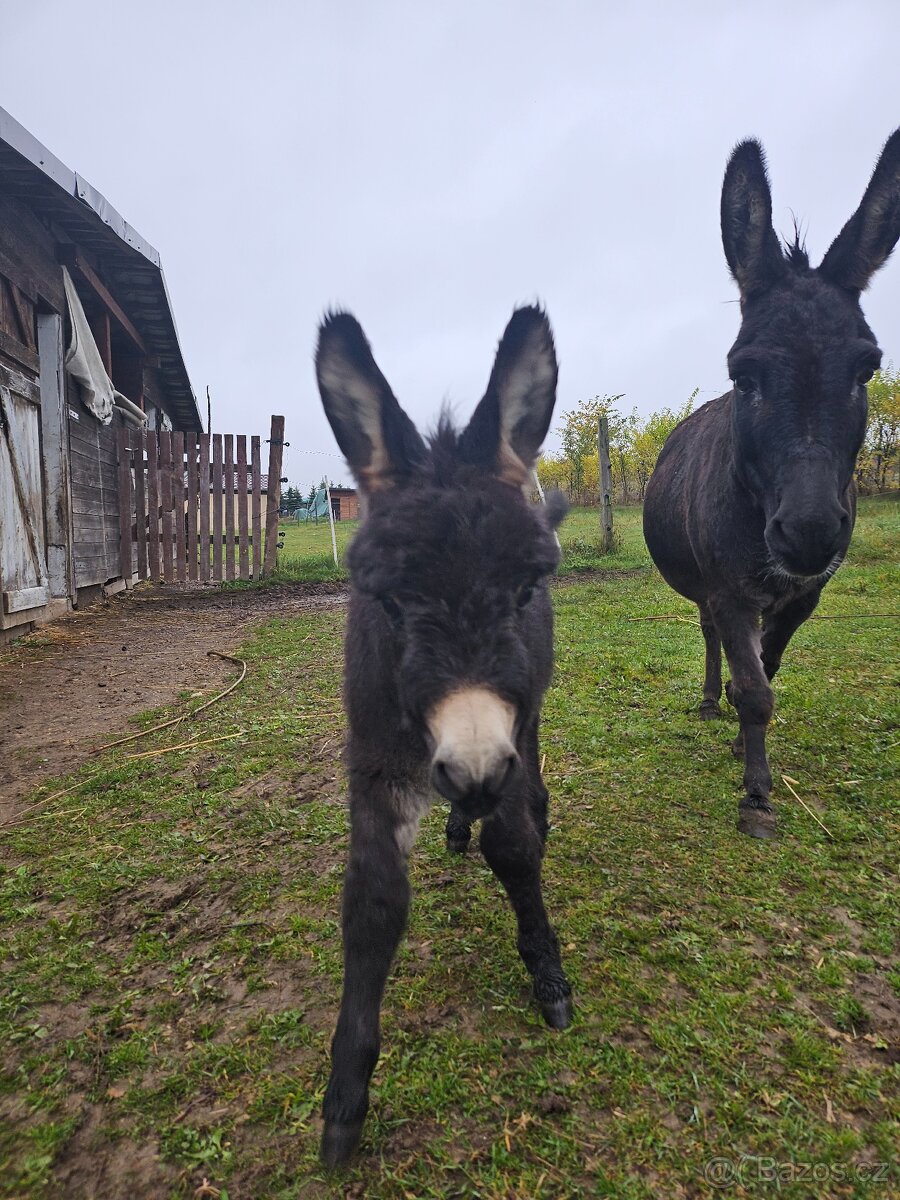 Miniaturní středozemní osel - mini oslík - 3