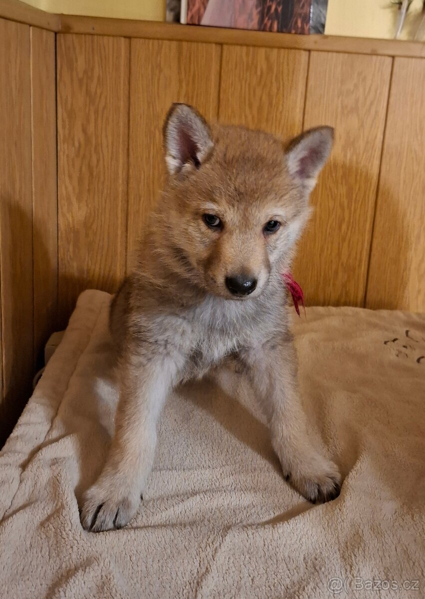 Československý vlčák, štěňata z Tajemné zahrady - 3