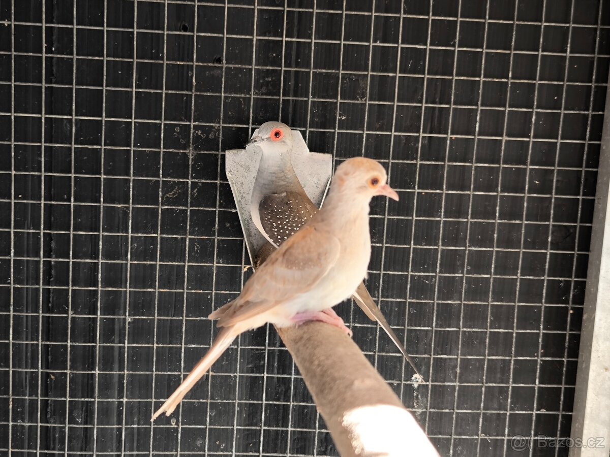 Holoubek diamantový - 3