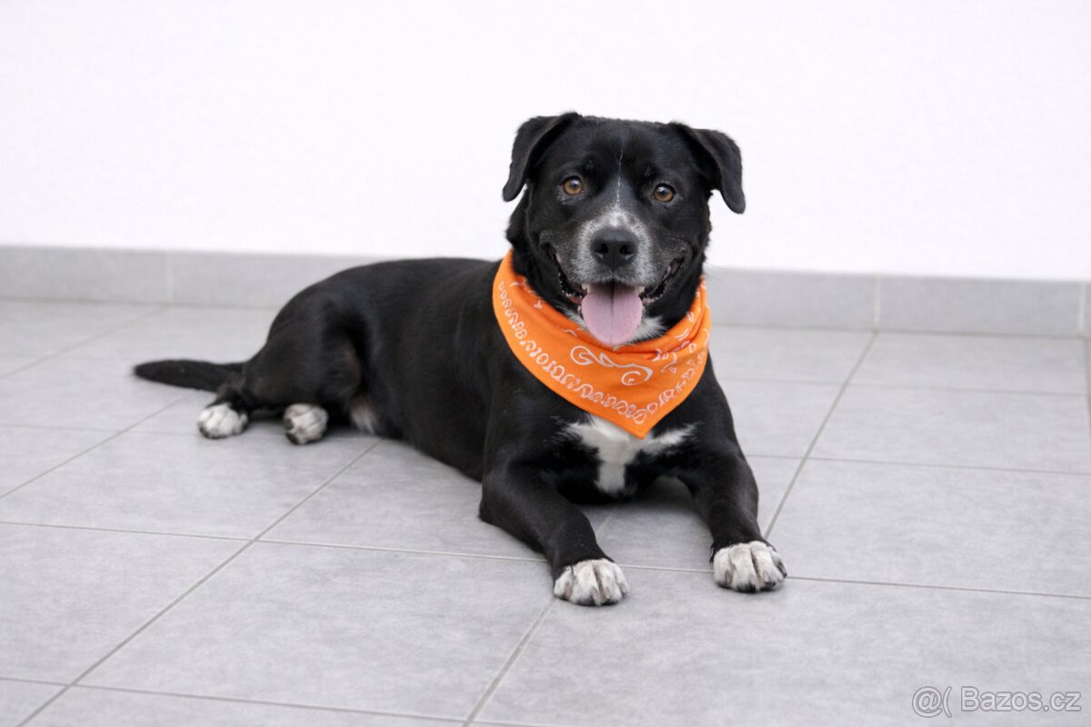 Adriana hledá domov - 3