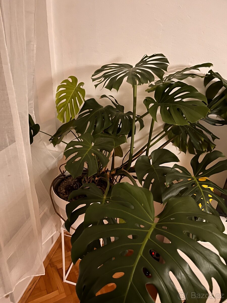Obrovská monstera - 3