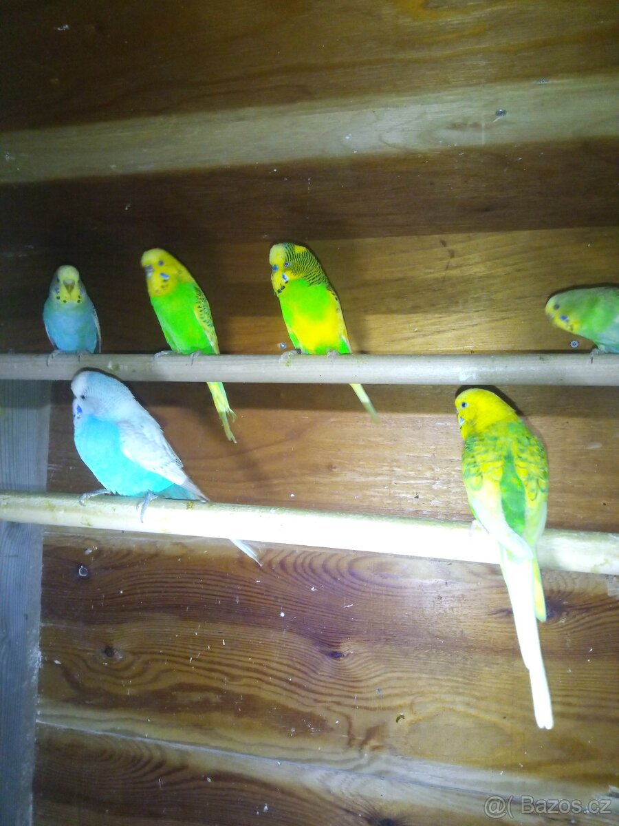 Andulky a korely - 3