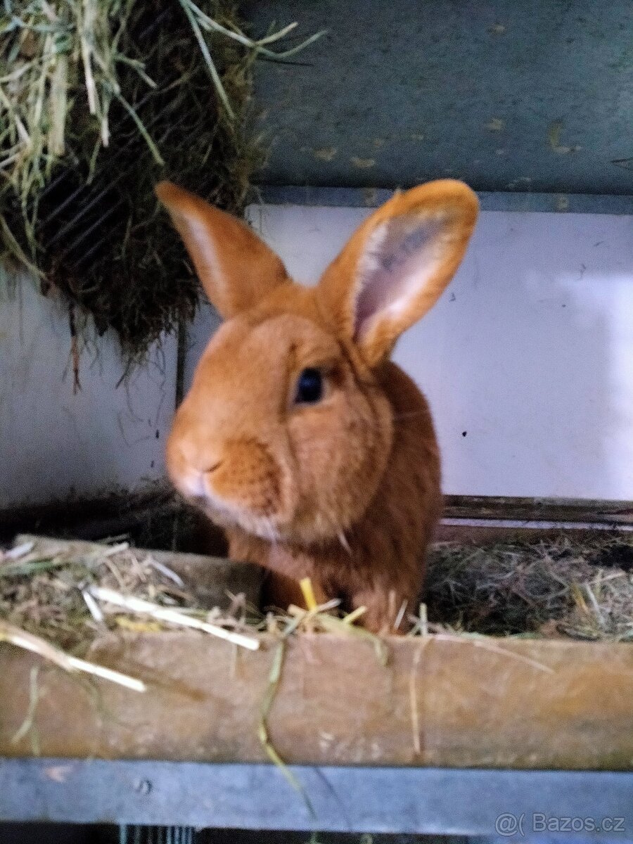 Novozélandský červený, samec - 3