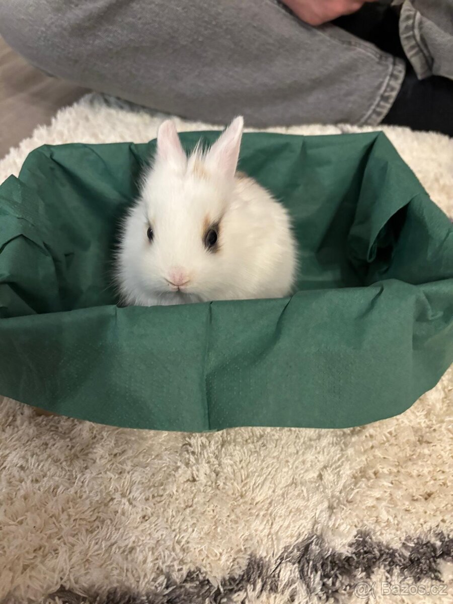 Zakrsly Králíček Holčička - 3