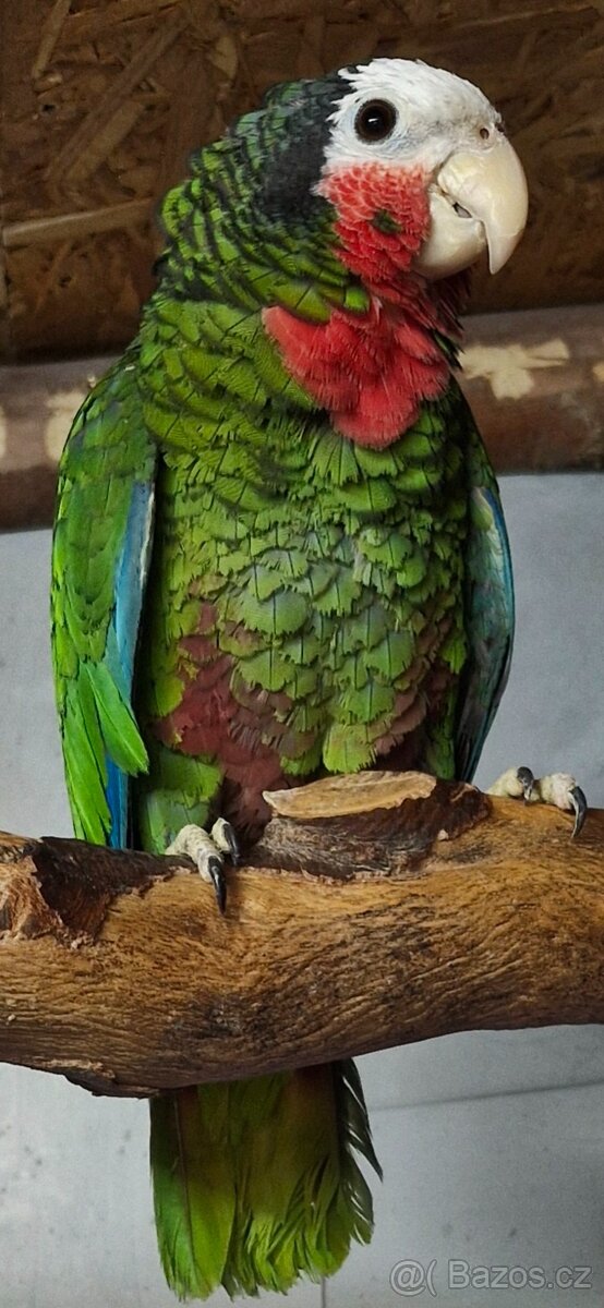 Amazoňan kubánsky - 3