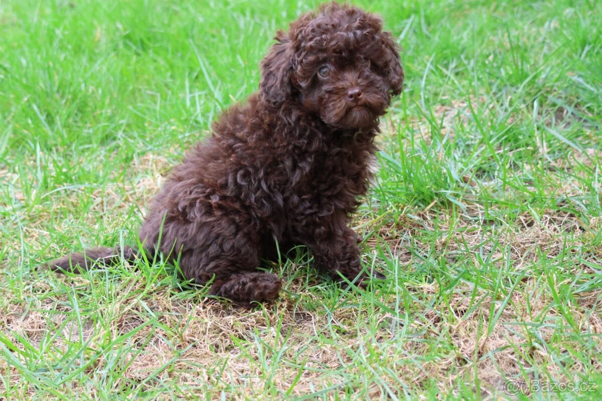 Pudl trpasličí - 3