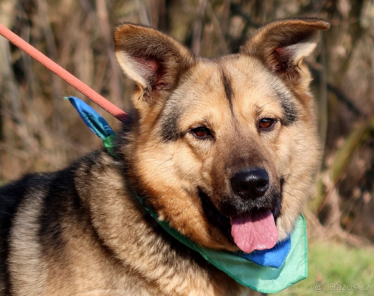 HAKIM K ADOPCI - 3 ROKY, KRÁSNÝ,PŘÁTELSKÝ,HRAVÝ - 3