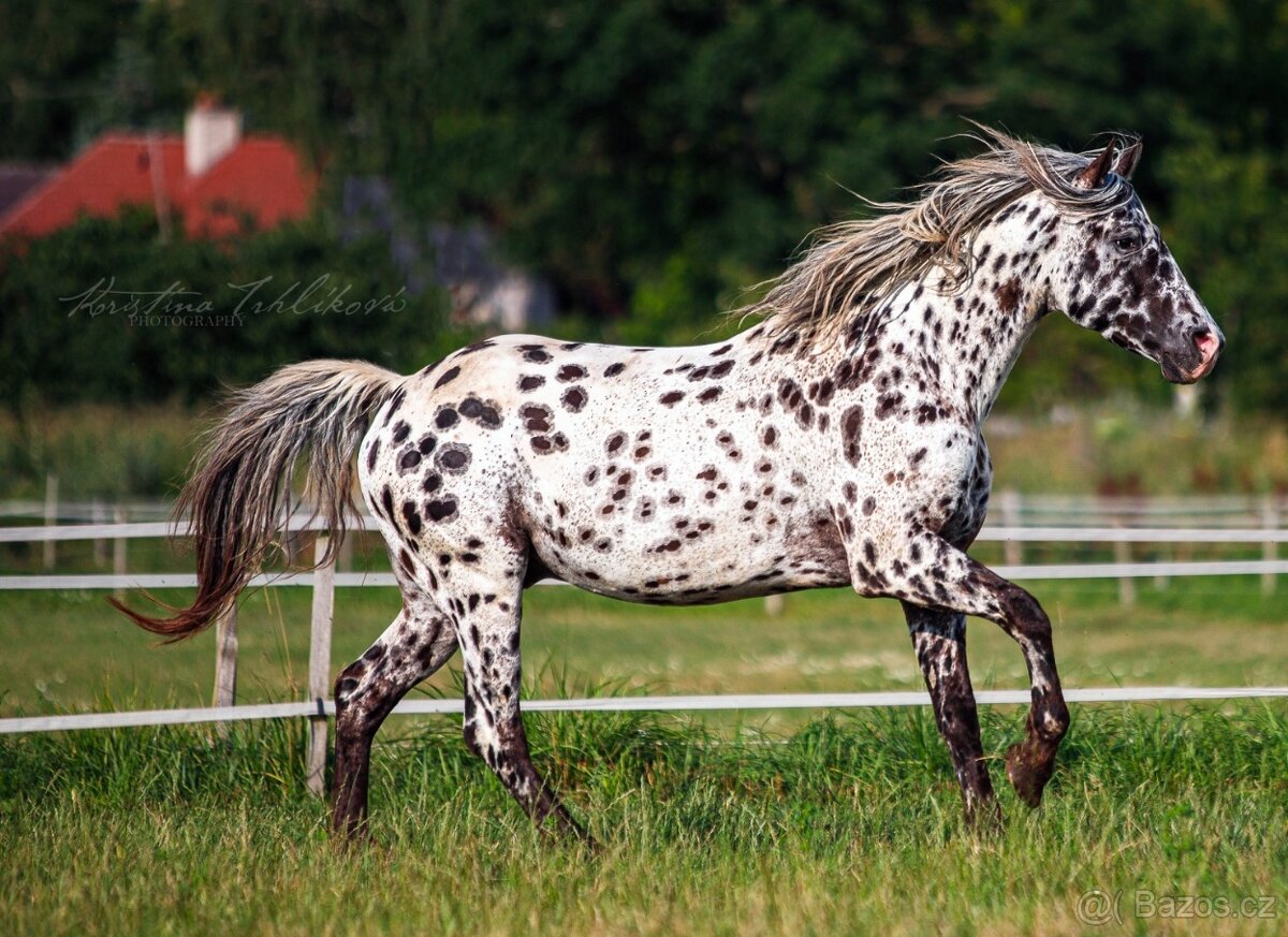 Appaloosa hřebec - připouštění - 3