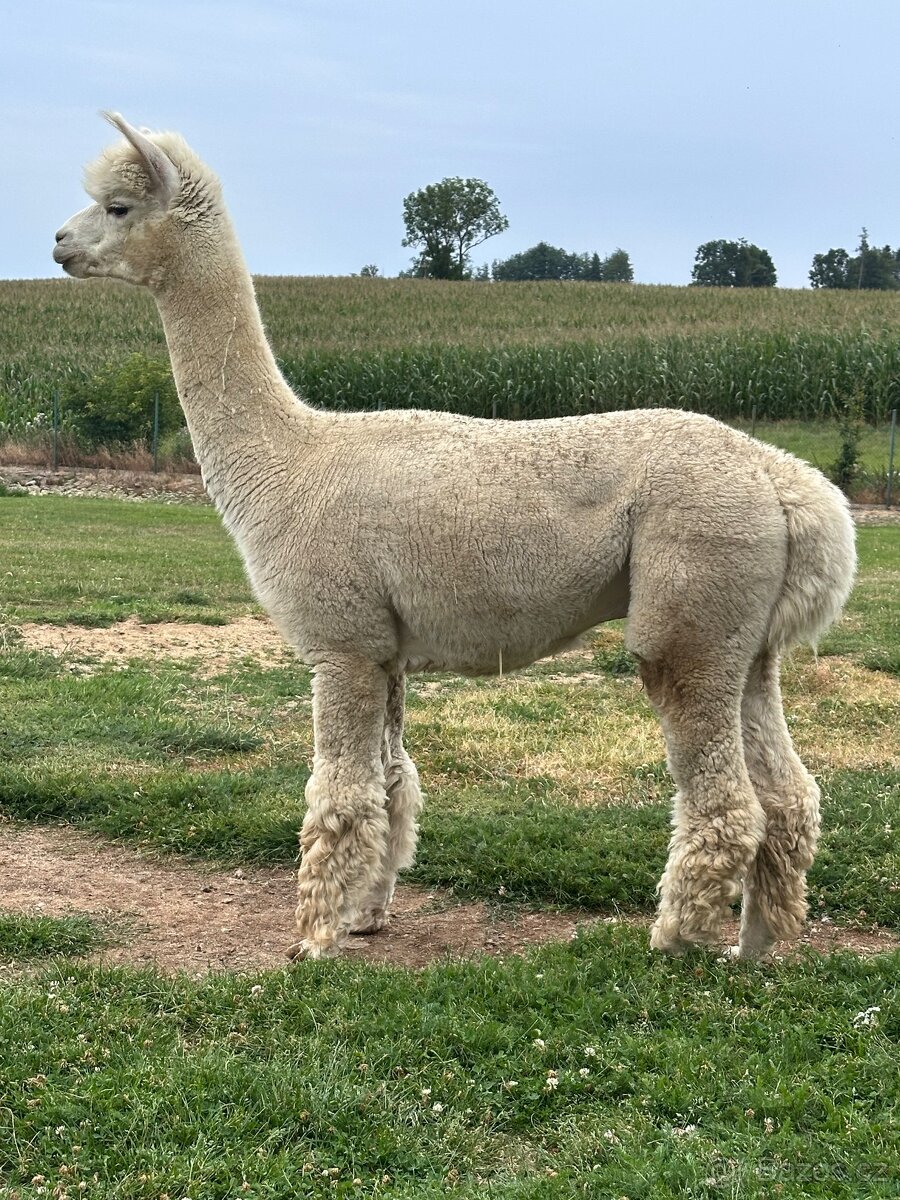 Lama alpaka Floki - 3