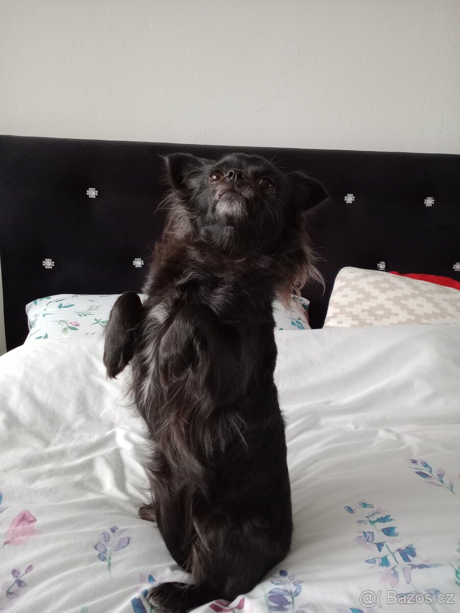 Nabízím čivavu ke krytí - 3