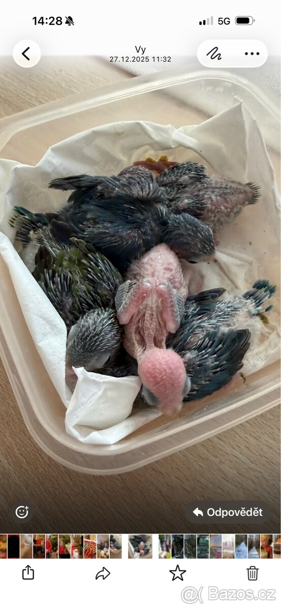 Papoušíček šedokřídlý - 3