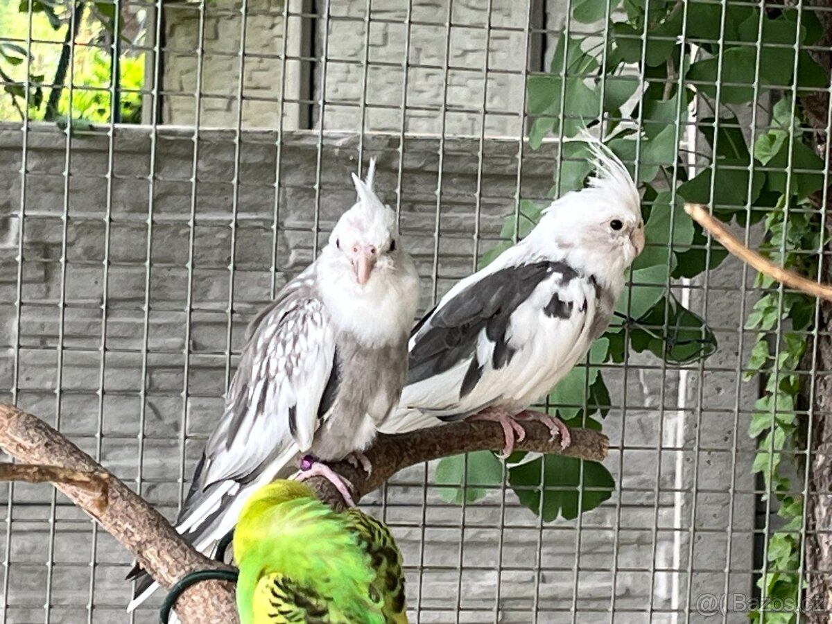 Prodám samce korely bělohlavé - 3