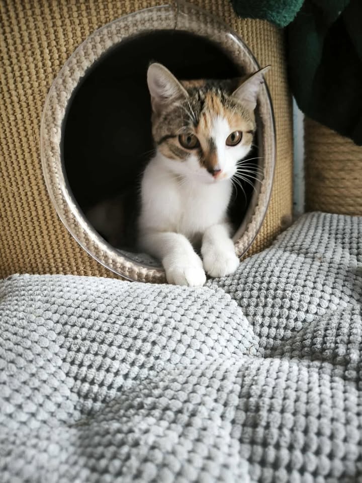 Kočička Mozaika - 3