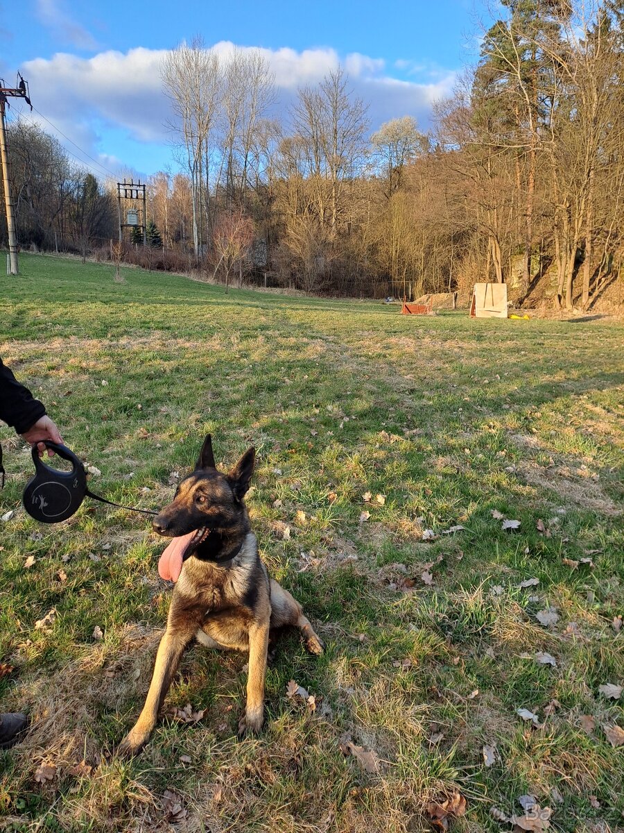 Belgický ovčák Malinois – hlídač, srdcem mazel - 3