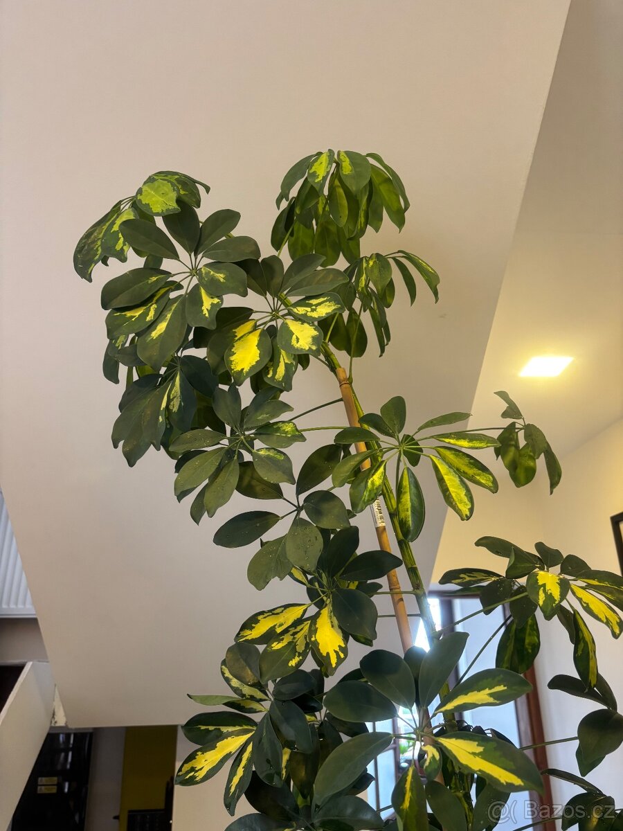 Pokojová rostlina šeflera schefflera - 3