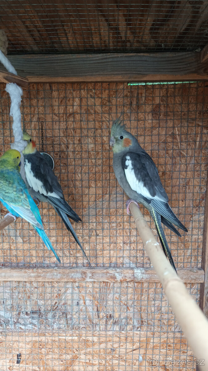 Prodám letošní mladé korely chocholaté - 3