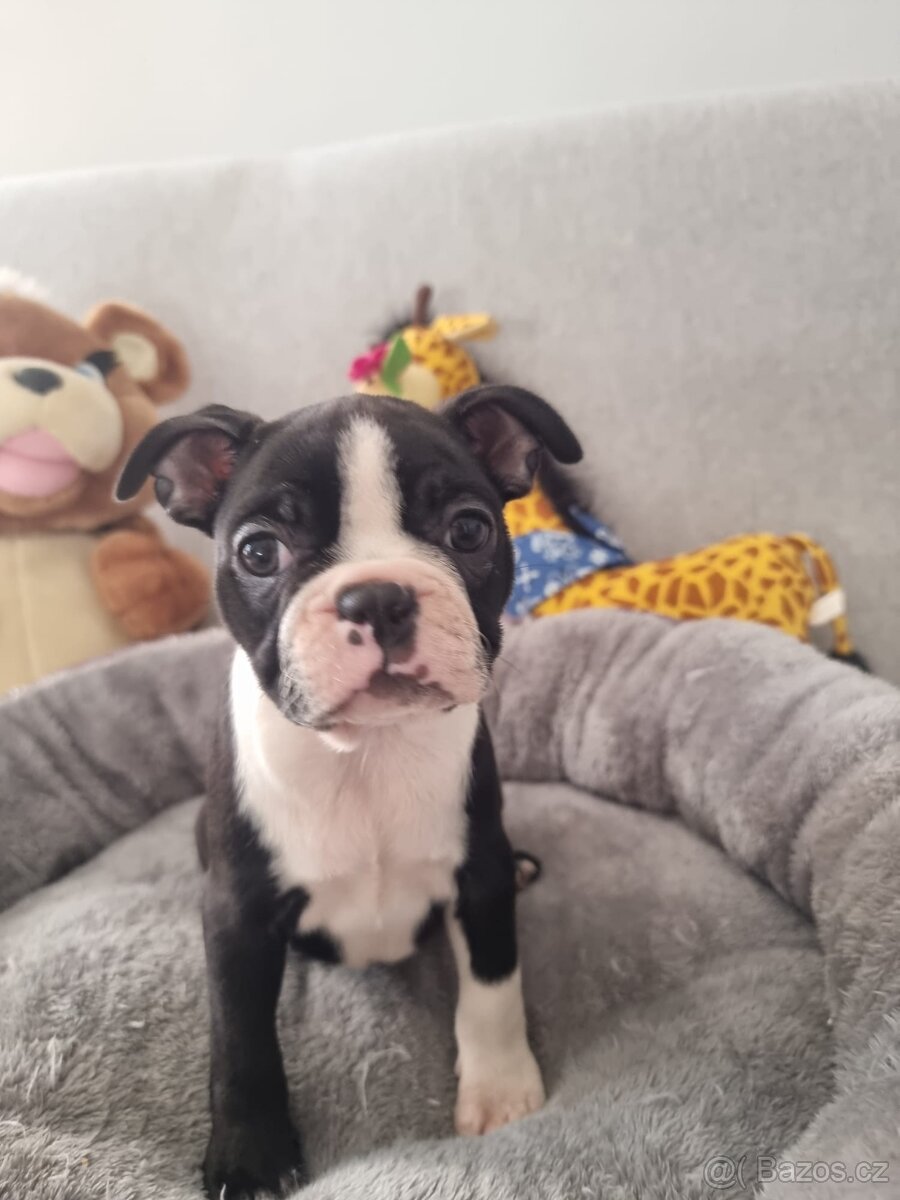 Boston terier Bostonský terier - 3