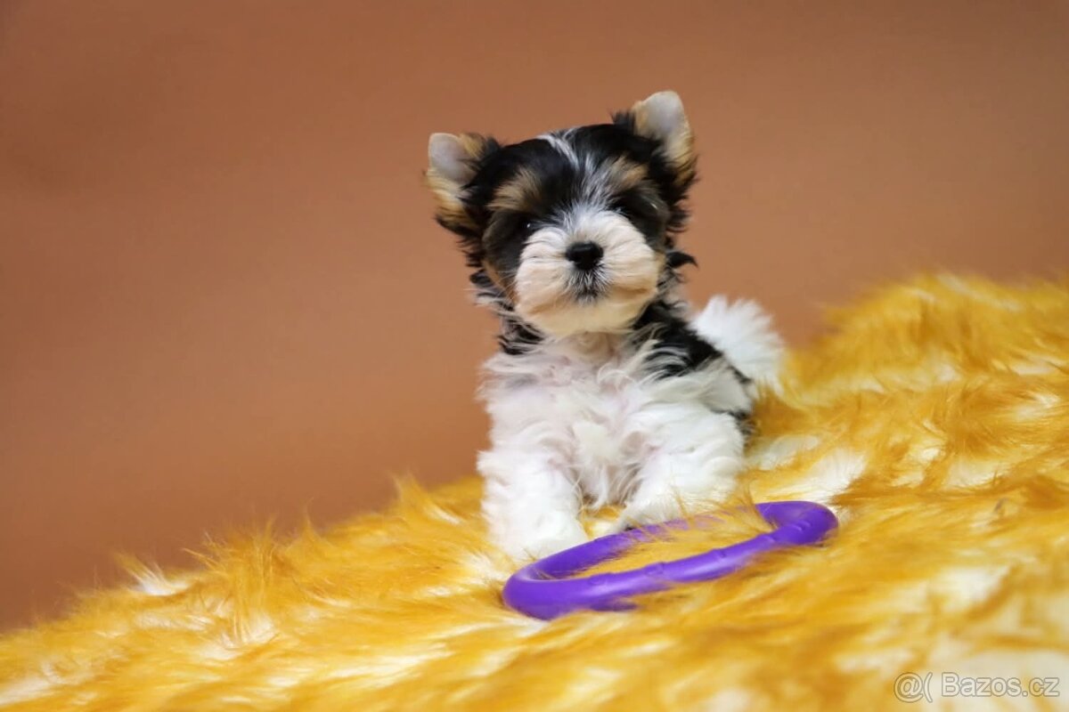 Biewer jorkšírský terriér - pejsek - 3