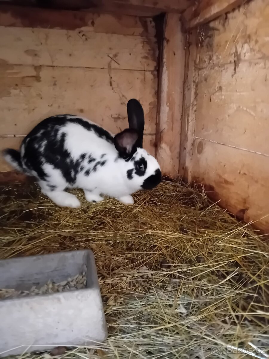 Kříženci BO a hyly - 3